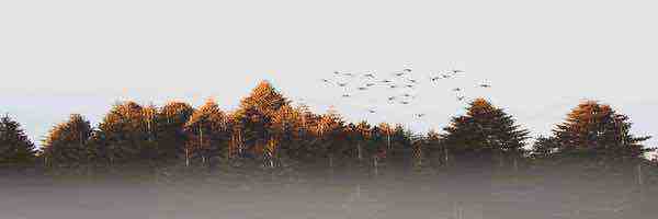 Profile cover